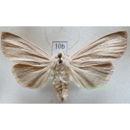 Mythimna pudorina (Denis & Schiffermüller, 1775) Mokradlica wstydniczka Czech10b